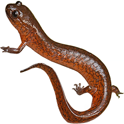 Rusty Mud Salamander